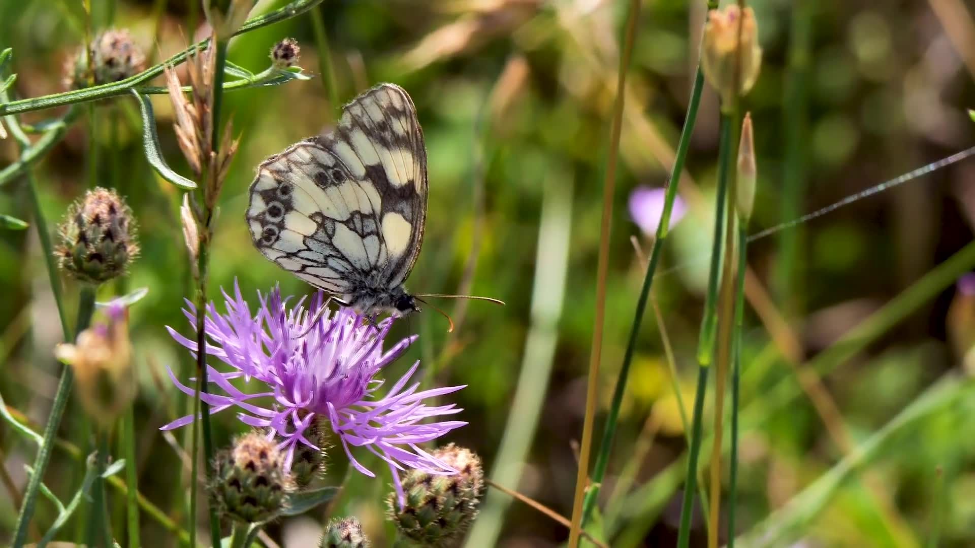 Papillon - Lépidoptère