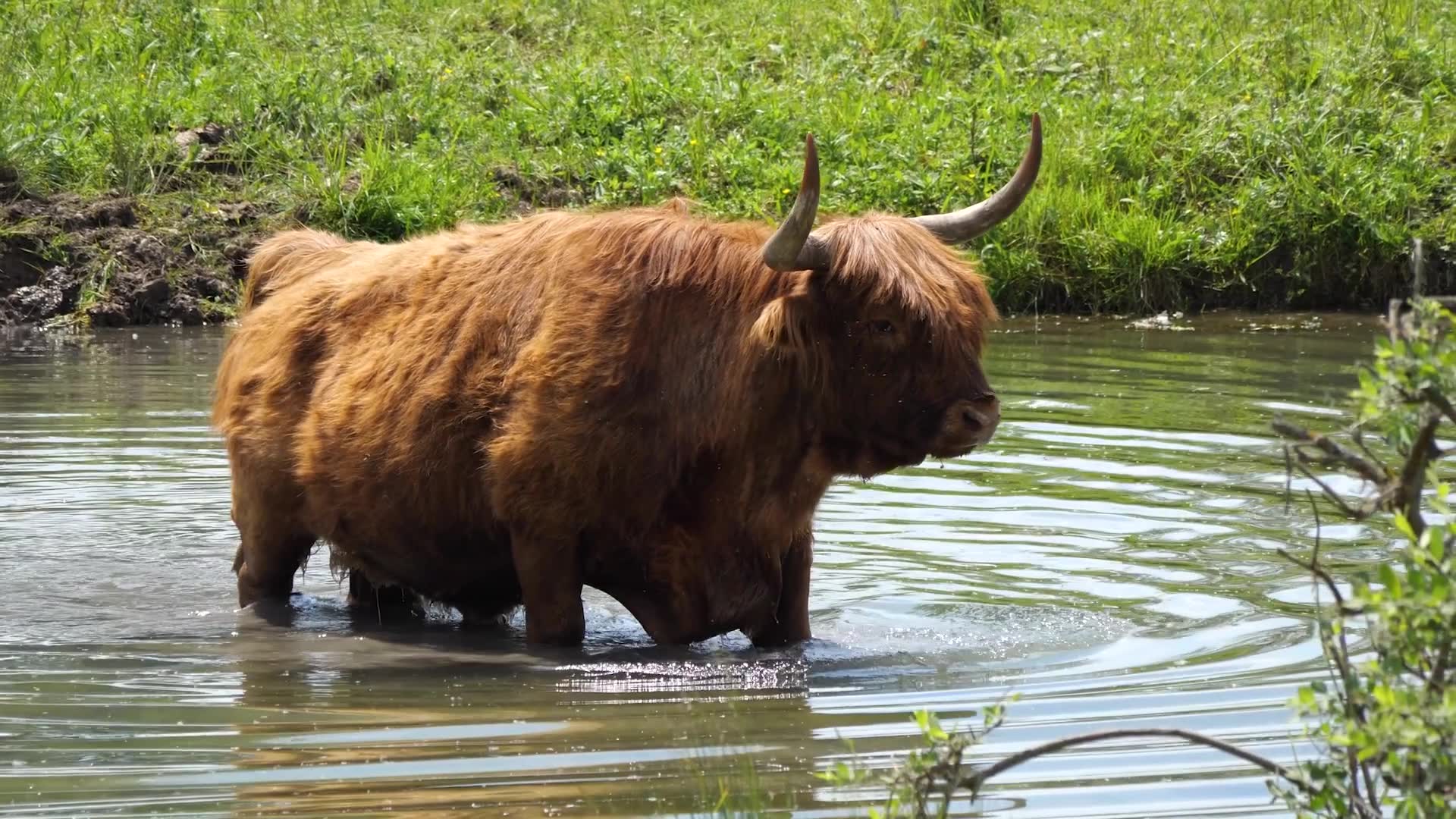 Highland (race bovine)