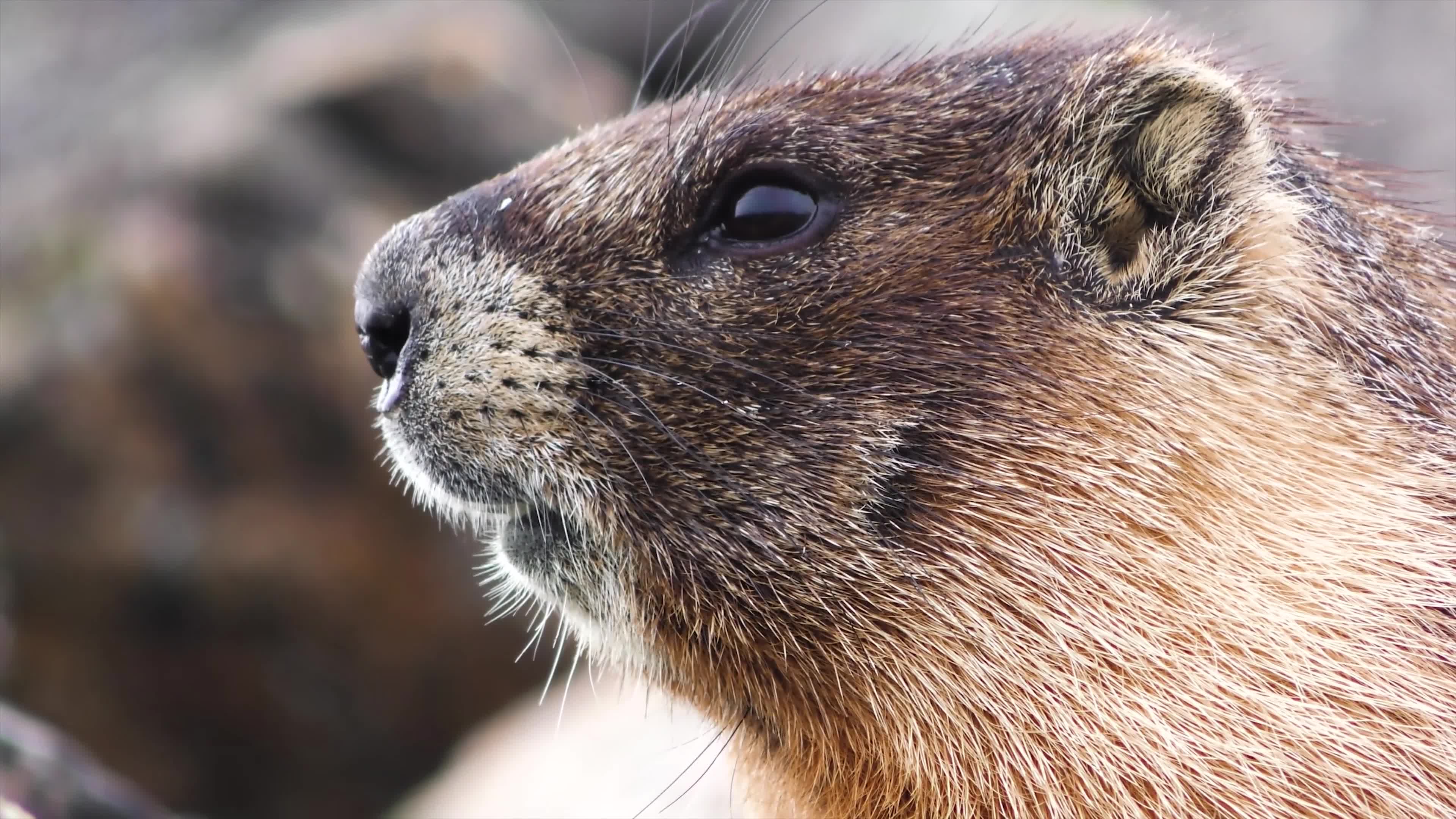 Prairie dog