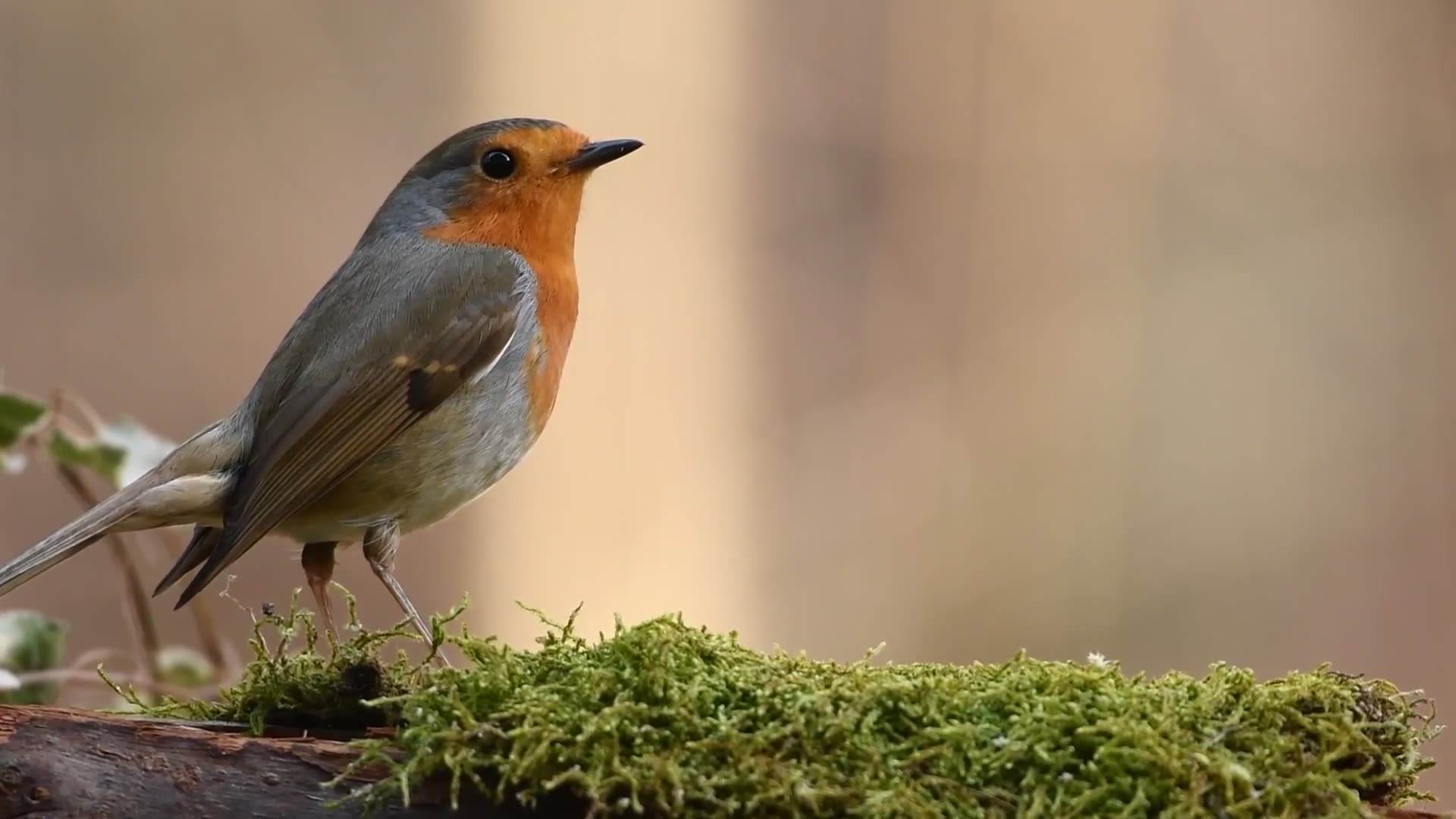 European robin