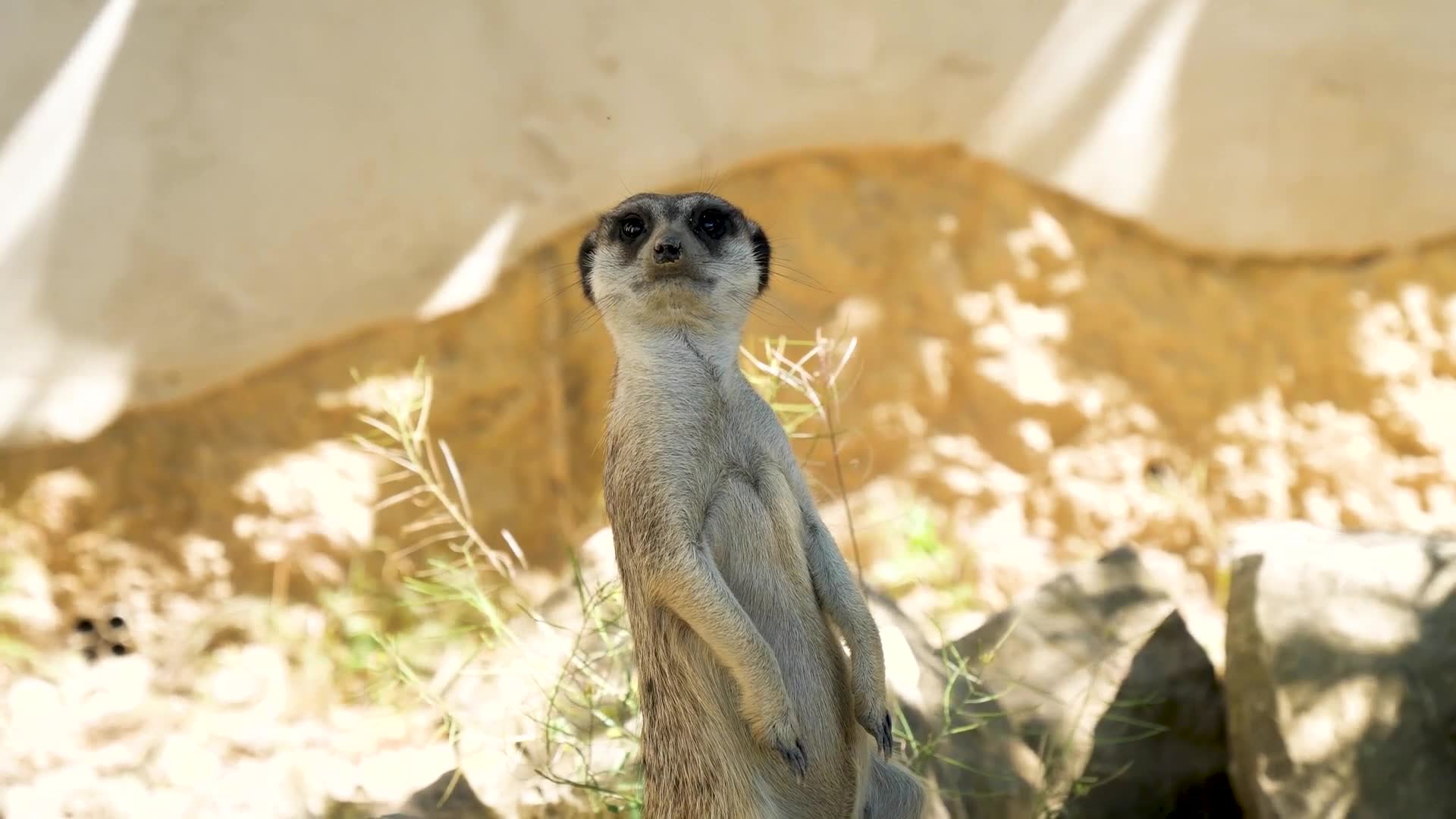 Meerkat